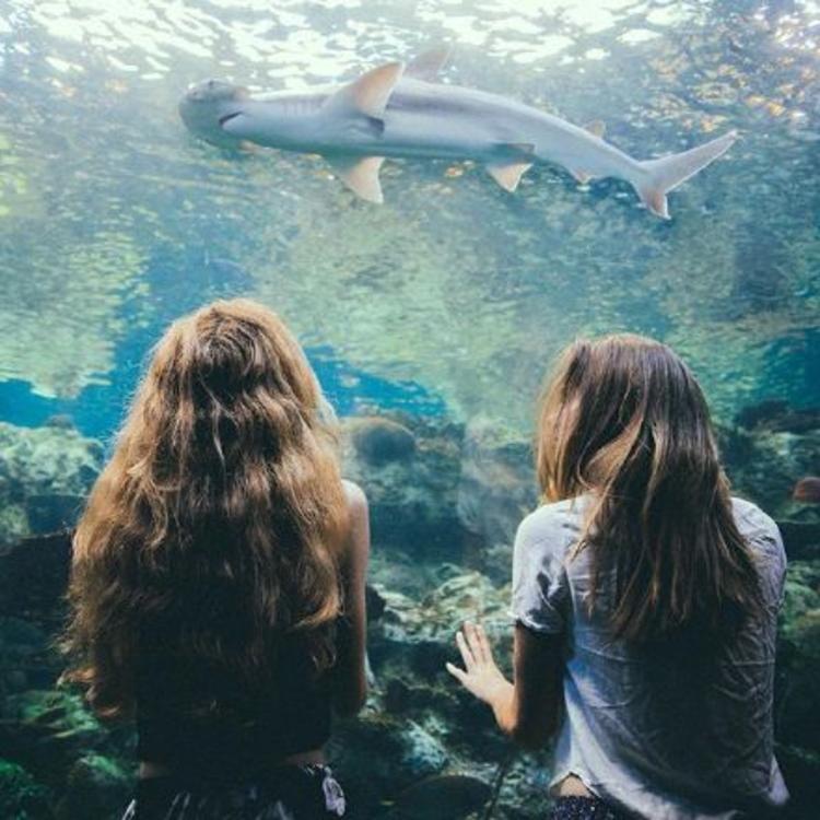 6686体育银牌作者Felicia